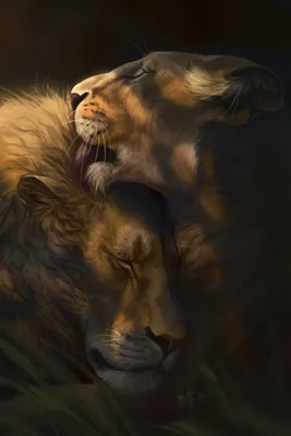 Скачать обои любовь, львы, лев, хищники, львица разрешение 1024x1024 #15623