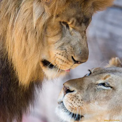 Львица и лев играют на волшебном …» — создано в Шедевруме