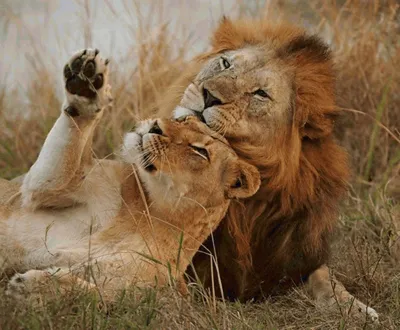 Скачать обои взгляд, любовь, лев, пара, ласка, львы, парочка, львица,  раздел кошки в разрешении 1920x1408