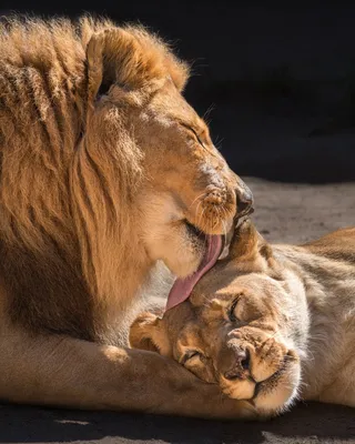 Он был болен, когда приехал в зоопарк. Вот что сотворила с ним любовь этой  львицы | #ЖИТЬ | Дзен