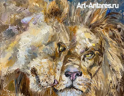 Картинки львы и львицы - 78 фото