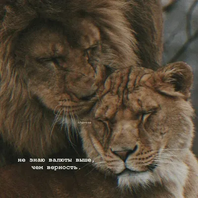 Фото Морды льва и львицы рядом, by sphantasy_art