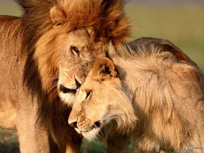 Обои на айфон лев и львица - 60 фото