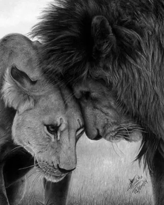 Только у Баранов послушные овечки. У Льва - гордая Львица!🖇❤️  #love#husband#любовь#мужижена#довольствомужа | Instagram