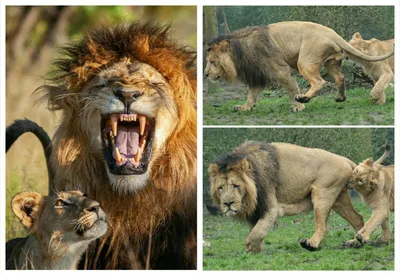 Лев король зверей, с короной, …» — создано в Шедевруме
