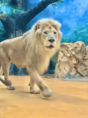 Лев царь зверей картинки обои