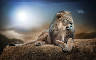 Конкурс рисунков \"Лев - царь зверей\"