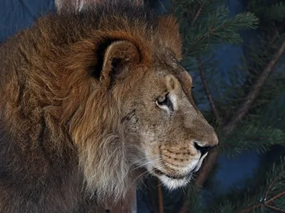 лев - царь зверей с золотой короной на голове. Иллюстрация штока -  иллюстрации насчитывающей анимизма, бог: 274747243