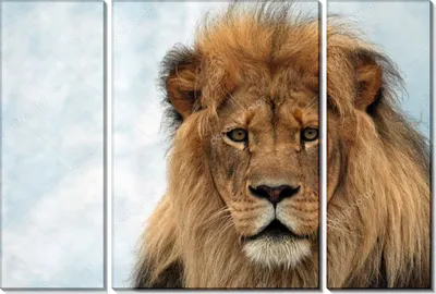 Лев - король зверей
