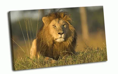 Раскраска Лев царь зверей — Мир раскрасок