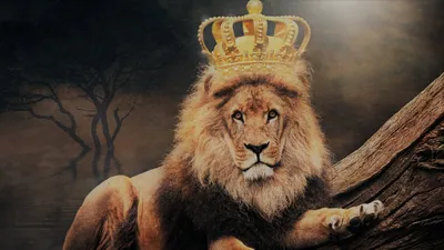 Картина по номерам Лев царь-зверей, Brushme, GX30769 - описание, отзывы,  продажа | CultMall