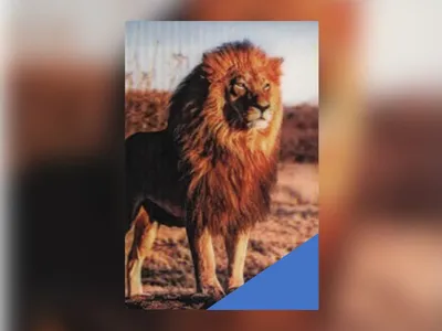 Табличка интерьерная, декоративная из дерева или металла \"Лев царь зверей\"  10х28 см. | AliExpress