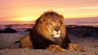 Лев - царь зверей | Brushme