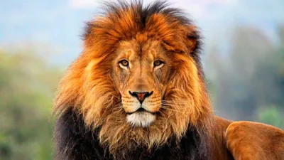 Лев — царь среди зверей» — создано в Шедевруме