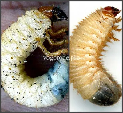 Отличие личинок. | Компост, Майский жук, Жуки