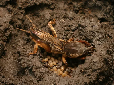 Как отличить личинку майского жука от личинки жука бронзовки? И кто живет в  компосте? | Дневник Божьей Коровки | Дзен