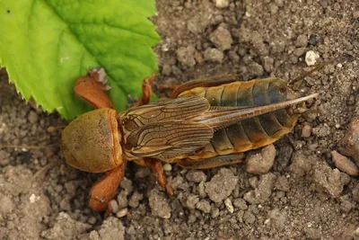 В чем отличие личинки майского жука и медведки - фото и описание