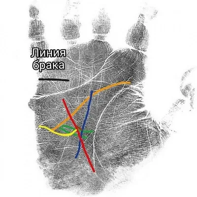 Линия брака на руке у женщины и мужчины: фото, расположение, значение,  расшифровка