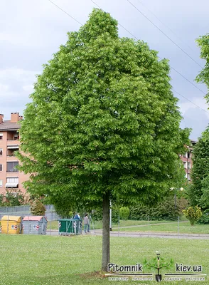 Липа мелколистная (Tilia cordata)