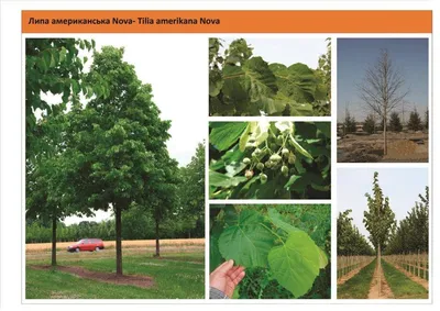 Липа амурская (Tilia amurensis) саженцы 15-20 см, горшок 0,5л., цена в  Новосибирске от компании Кирсанов Сергей Сергеевич