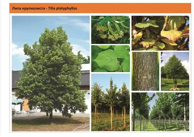 Tilia tomentosa 'Brabant', Липа войлочная 'Брабант'|landshaft.info