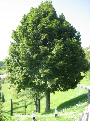 Липа мелколистная «Гринспайер» (Tilia cordata «Greenspire») купить для  посадки в Москве