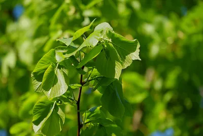 Липа европейская Эухлора (Euchlora)