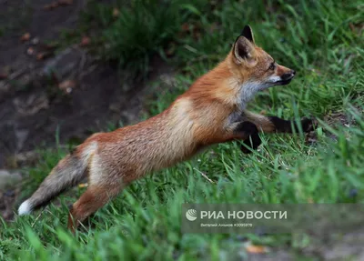 лисята :: Лиса :: bite :: animals :: fox :: кусь (кусь-кусь) :: живность ::  fandoms :: фэндомы / картинки, гифки, прикольные комиксы, интересные статьи  по теме.