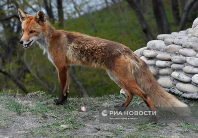 Комплексное занятие по развитию речи «Лиса в лесу» | Богоsha | Дзен