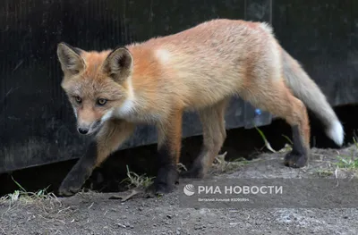 Вятские картины на холсте \"Лиса с маленьким лисенком в\" на подрамнике /  декор для дома / интерьер / на стену | AliExpress