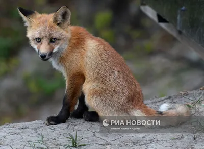 Обои лиса, лисята на рабочий стол