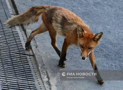 Лиса с лисятами в скандинавском …» — создано в Шедевруме