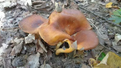 Hygrophoropsis aurantiaca, Ложная лисичка (говорушка оранжевая,  гигрофоропсис оранжевый)