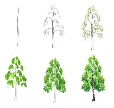 [80+] Лиственные деревья картинки обои