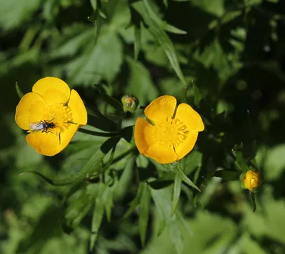 Лютик едкий (Ranunculus acris) ⋆ Сорные растения