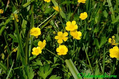 Лютик горный / Ranunculus montanus в горах Кавказа Stock Photo | Adobe Stock