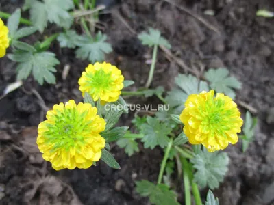 Купить Лютик смесь (RANUNCULUS Mixed) с доставкой. Мелколуковичные купить,  цена, продажа.