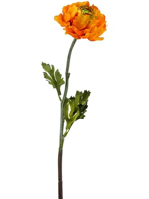 ꕤ Лютик Ranunculus Aviv Gold • купить Лютик Ranunculus Aviv Gold по цене от  5.49 грн. в Украине