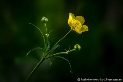 Лютик платанолистный (Ranunculus platanifolius) - PictureThis