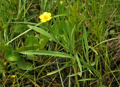 Лютик аконитолистный Flore Pleno купить в blumgarden.ru