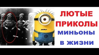 Лютые приколы. МОЙ КОТ 99 УРОВЕНЬ!!! Засмеялся проиграл! САМОЕ смешное... |  TikTok