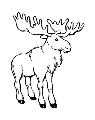 Книжка-раскраска изображения детей черно-белого лося дикого животного.  Иллюстрация штока - иллюстрации насчитывающей больш, лось: 206465566