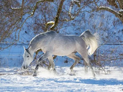Лошади зимой - 91 фото