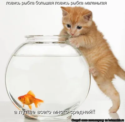 Мужская футболка ловись рыбка большая и маленькая! (белая) (ID#913038723),  цена: 480 ₴, купить на Prom.ua