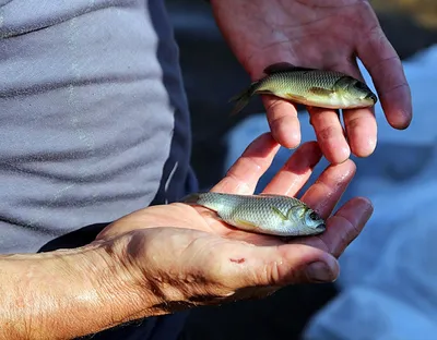Ловись рыбка большая и маленькая :) | Пикабу