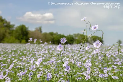 Полевые цветы сибири (52 фото) - 52 фото