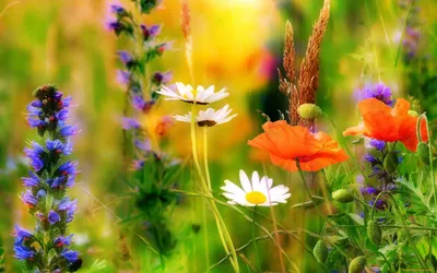 Больше 900 бесплатных фотографий на тему «Луговые Цветы» и «»Природа -  Pixabay