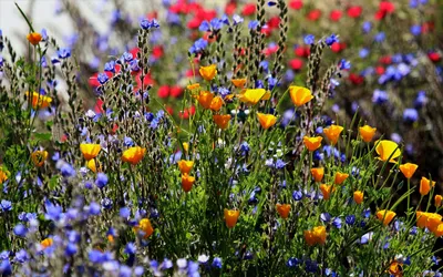 Цветочный Луг Цветок Луговые Цветы - Бесплатное фото на Pixabay - Pixabay