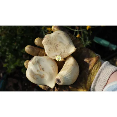 Лук Суворова (Allium suworowii) /Анзур - «Лук Суворова, как подснежник -  всходит первым! Вкусный и полезный. Необычное цветение.» | отзывы