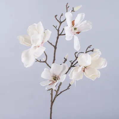 Магнолия Суланжа (Magnolia soulangeana)